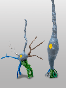 Two sculptures representing a human neuron and a radial glia cell. These sculptures incorporate recycled materials such as plastic, newspaper, and glass, visible on the neuronal dendrites and the apical endfeet of the radial glia cells. There is also a green recycling symbol attached to the radial glia endfeet. It was inspired by the discovery of a non-synaptic role of Syngap1 in cortical progenitor cells and symbolizes the recycling of Syngap1 from the apical radial glia to neurons. (Sculptures by Jane Kwak; Photo by Sergio Bianco)